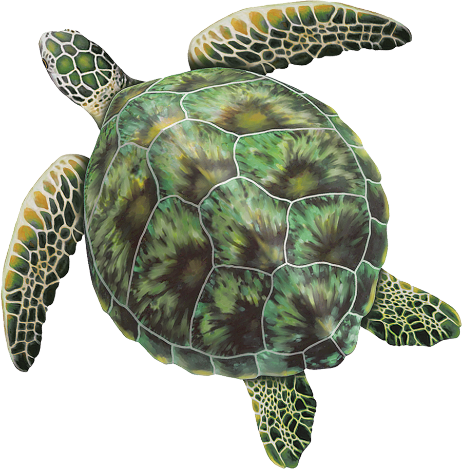 Green Sea Turtle