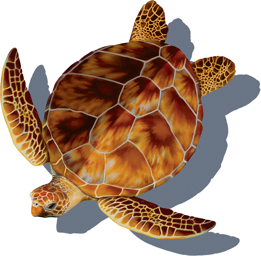 Loggerhead Turtle with Shadow