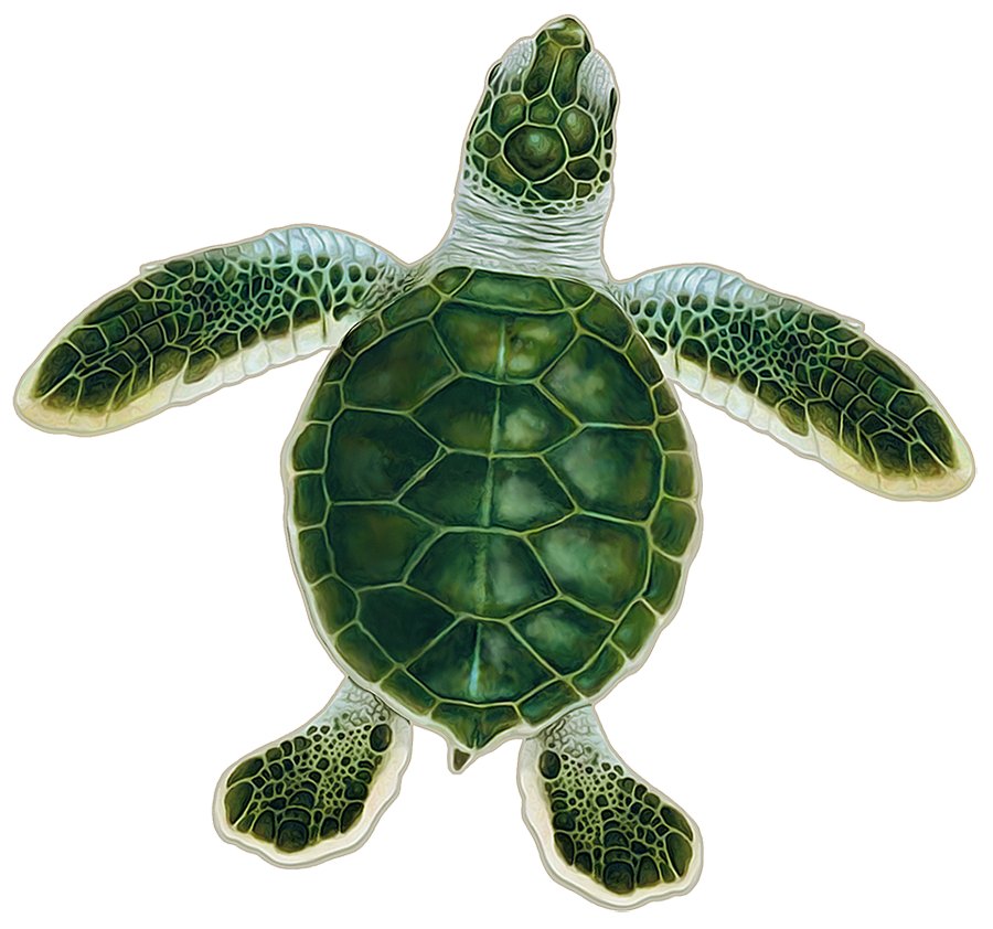 Turtle Hatchling C - Green