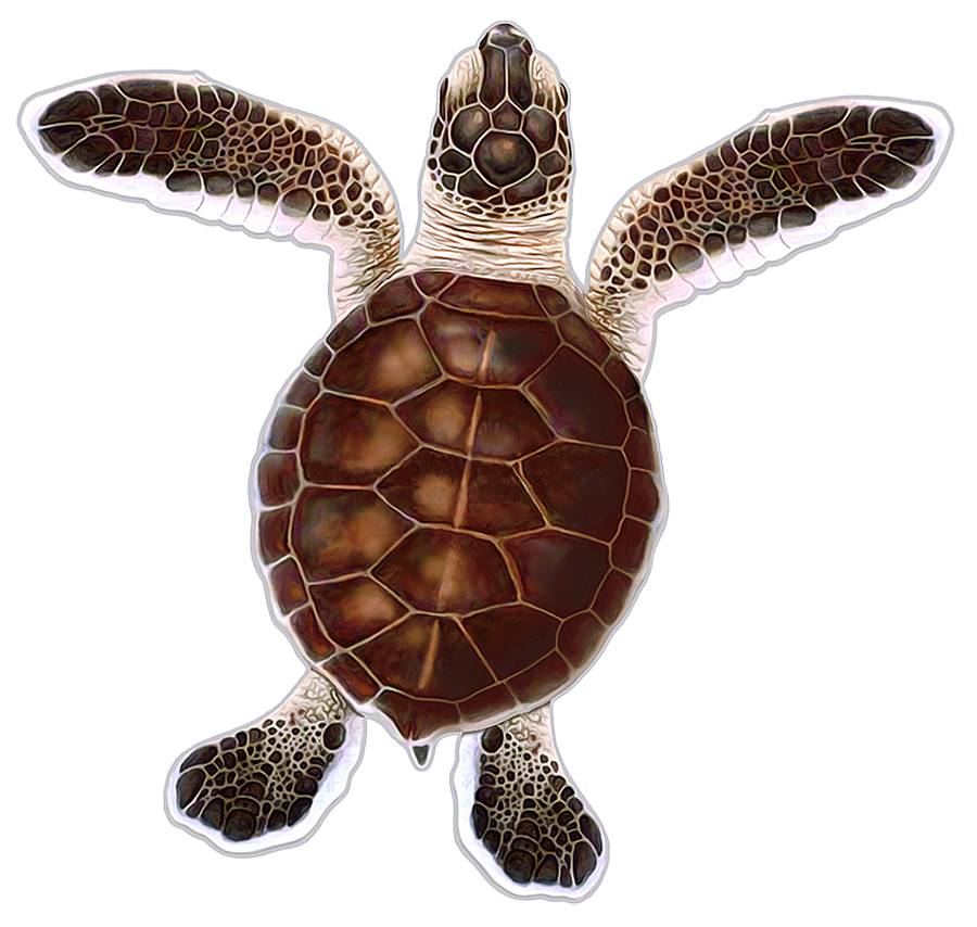 Turtle Hatchling A - Brown