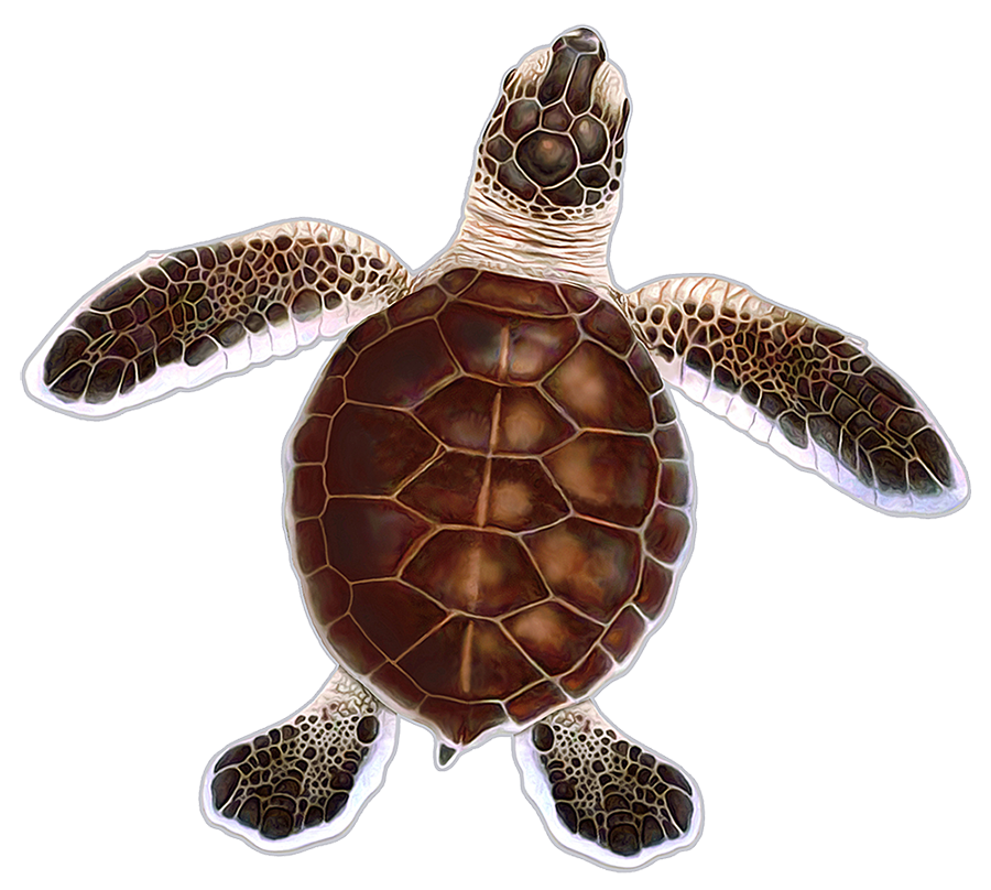 Turtle Hatchling C - Brown