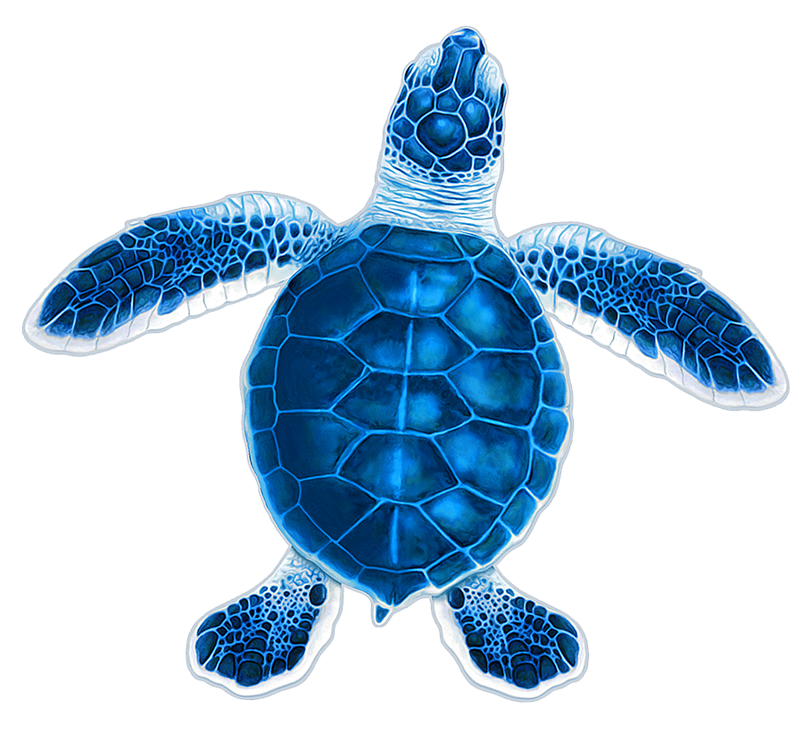 Turtle Hatchling C - Blue
