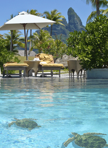 Loggerhead Turtle with Shadow