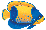 Majestic Angelfish Reef Fish MA54 Ceramic Mosaic