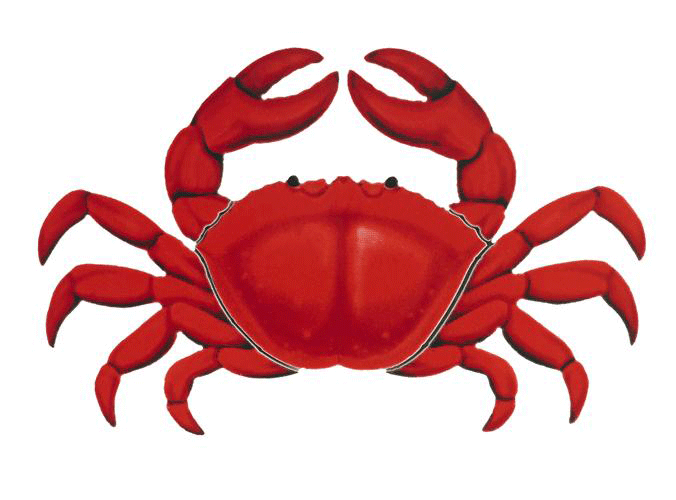 Red Crab Porcelain Mosaic