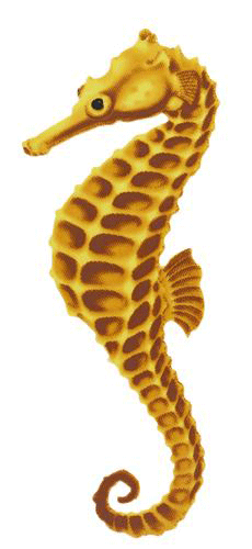 Blue Seahorse Porcelain Mosaic