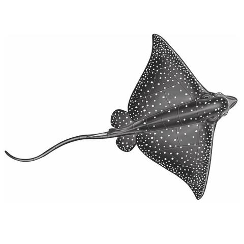 Eagle Ray Porcelain Mosaic
