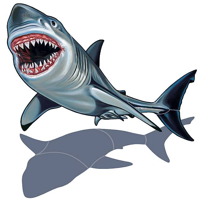 Shark (with shadow) Porcelain Mosaic