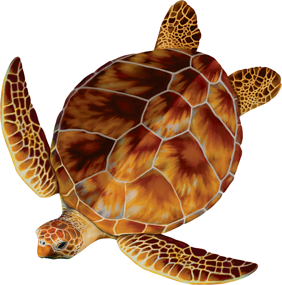 Loggerhead Turtle