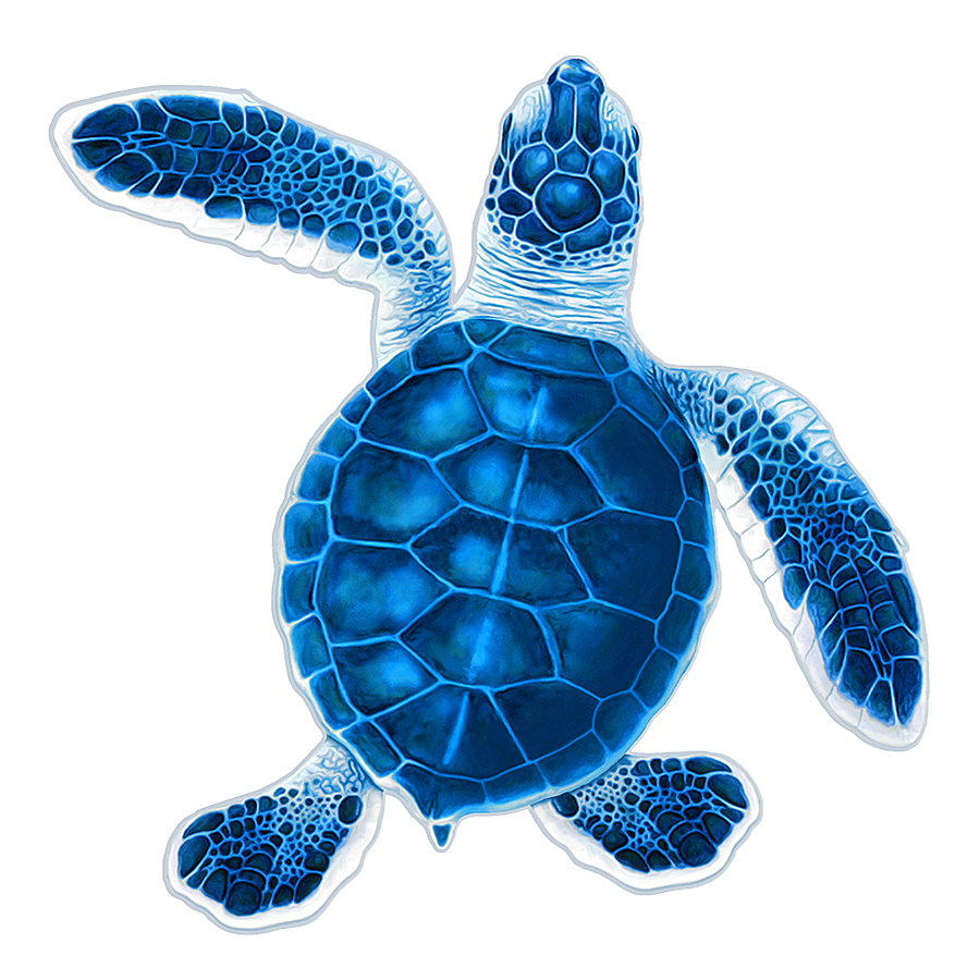 Turtle Hatchling B - Blue