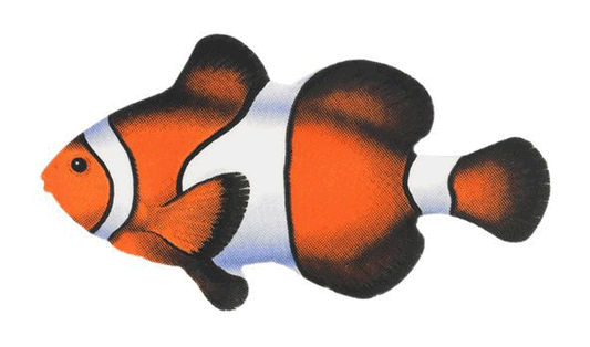 Clown Fish Porcelain Mosaic