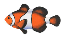 Clown Fish Porcelain Mosaic