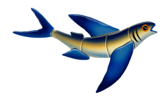 Flying Fish-B FF46 Ceramic Mosaic