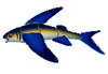 Flying Fish C- FF47R (Reverse) Ceramic Mosaic