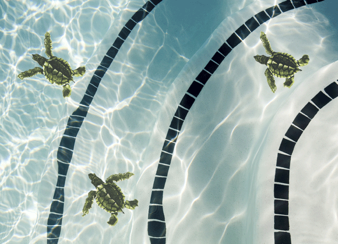 Baby Turtle B-Brown Porcelain Mosaic