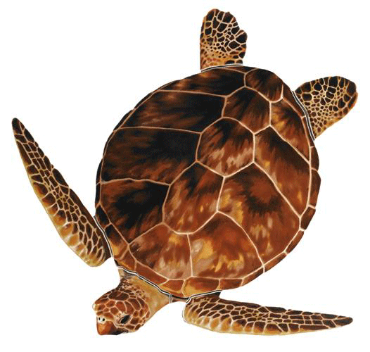 Loggerhead Turtle Porcelain Mosaics