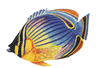 Redfin Butterflyfish Porcelain Mosaic