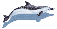 Spotted Dolphin SD4 (with shadow) Ceramic Mosaic
