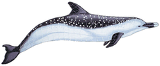 Spotted Dolphin SD4 Ceramic Mosaic