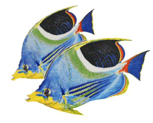 Saddled Butterflyfish (Double) Porcelain Mosaic