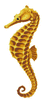 Blue Seahorse Porcelain Mosaic