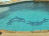 Blue Dolphin-B-BD Ceramic Mosaics
