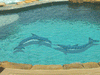 Blue Dolphin-A DB42 (with shadow) Ceramic Mosaic